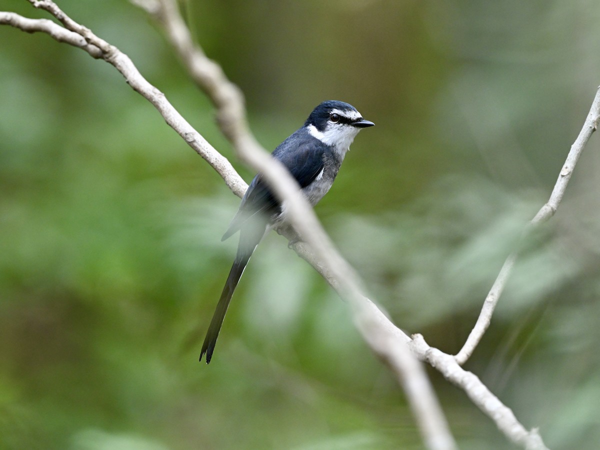 Ryukyu Minivet - Jack X