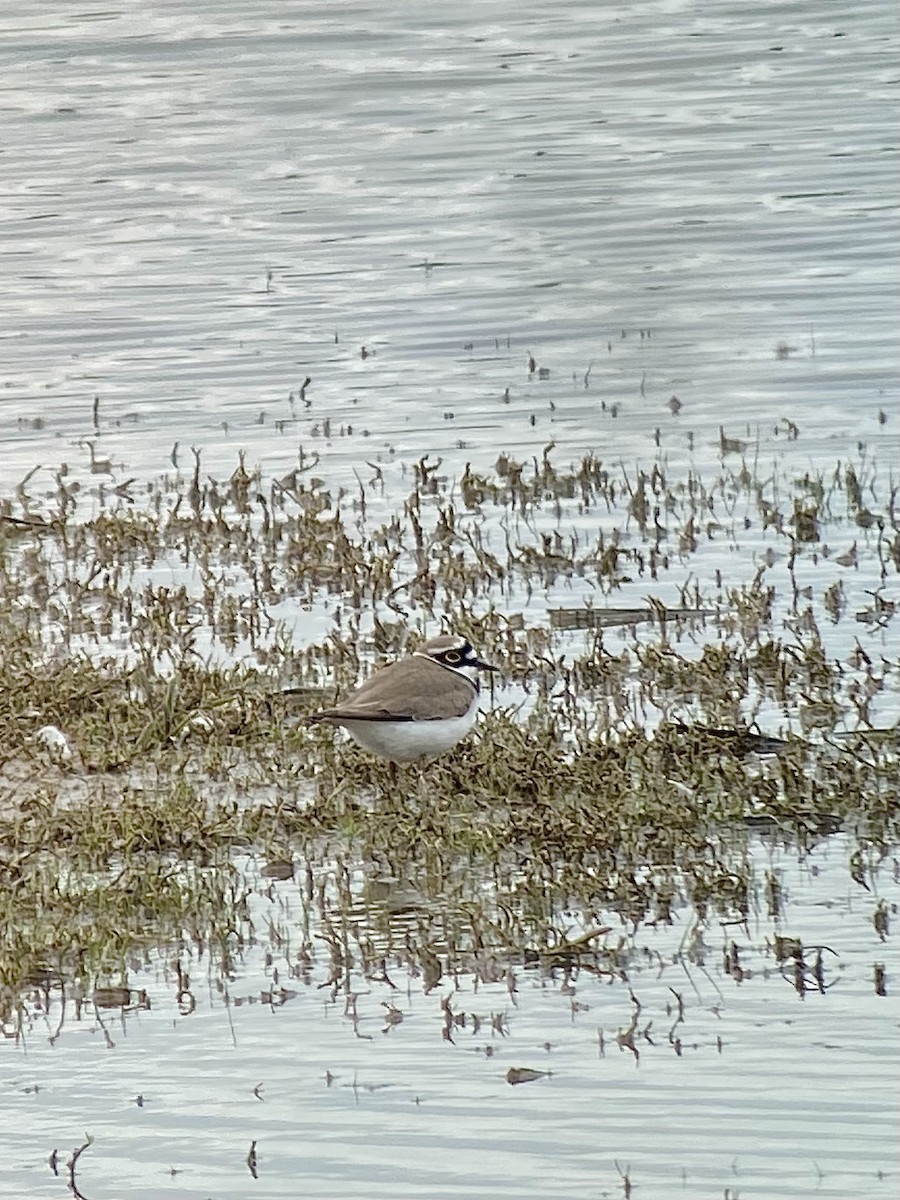 Little Ringed Plover - ML617089320