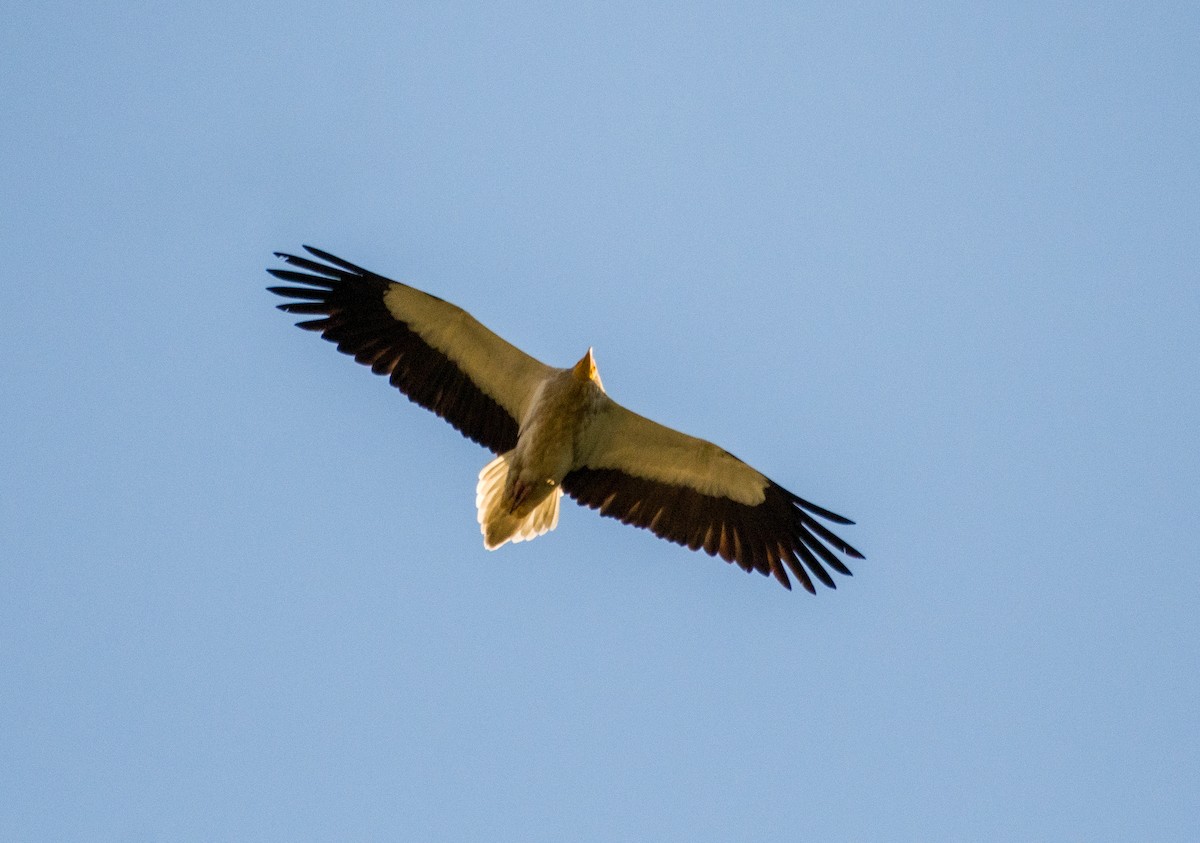 Egyptian Vulture - ML617089351