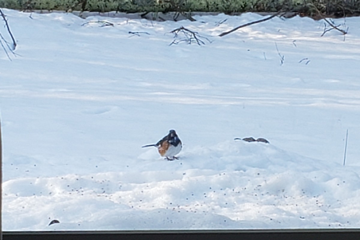 Eastern Towhee - Michele Goldsmith