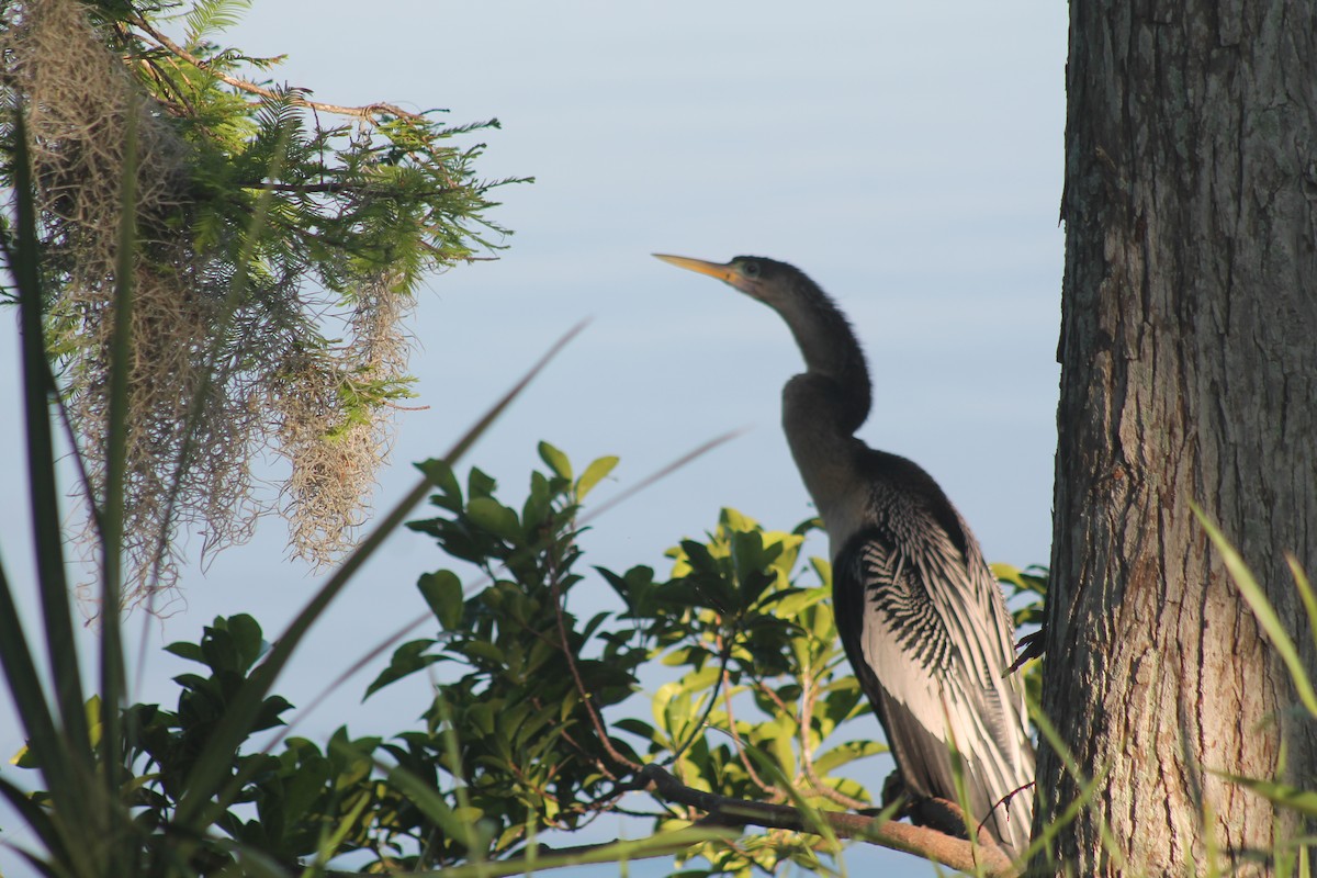 Anhinga - Leslie W