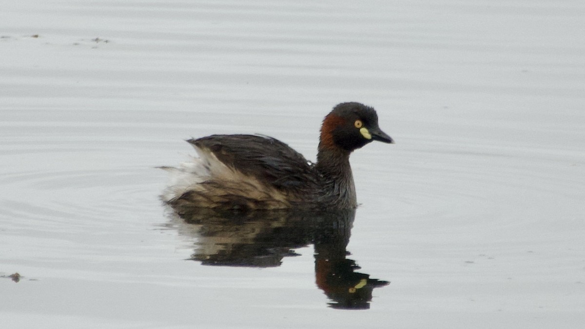 Australasian Grebe - ML617089487