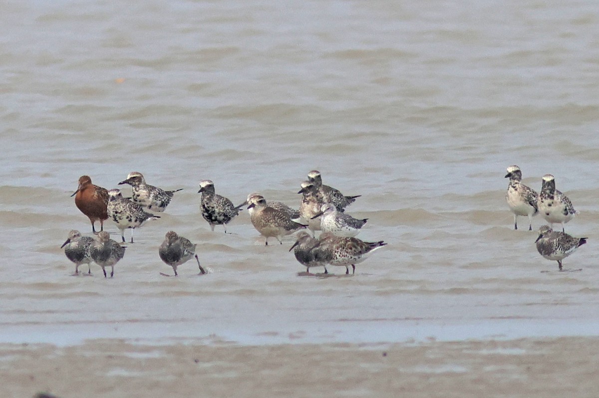 Nordmann's Greenshank - ML617089497