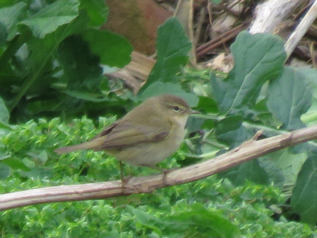 Common Chiffchaff - ML617089561