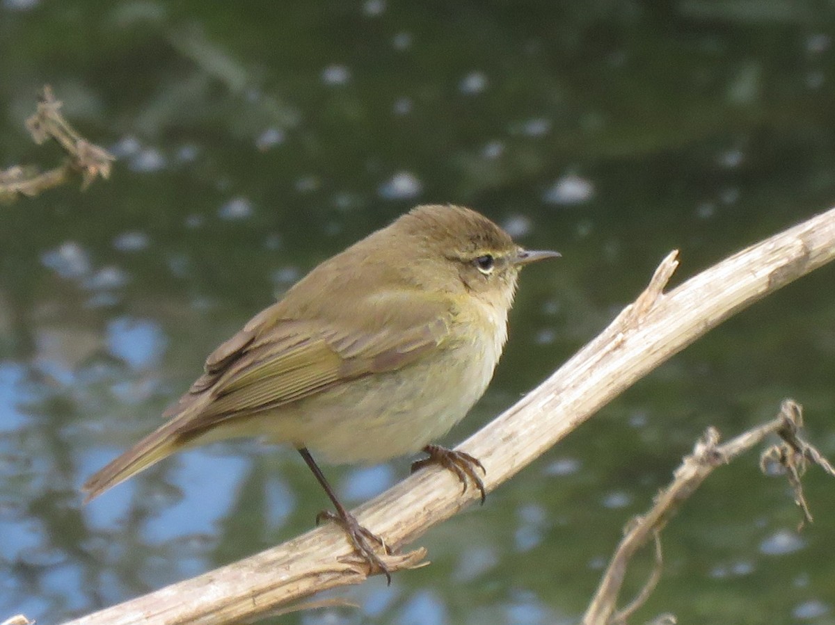 Common Chiffchaff - ML617089562