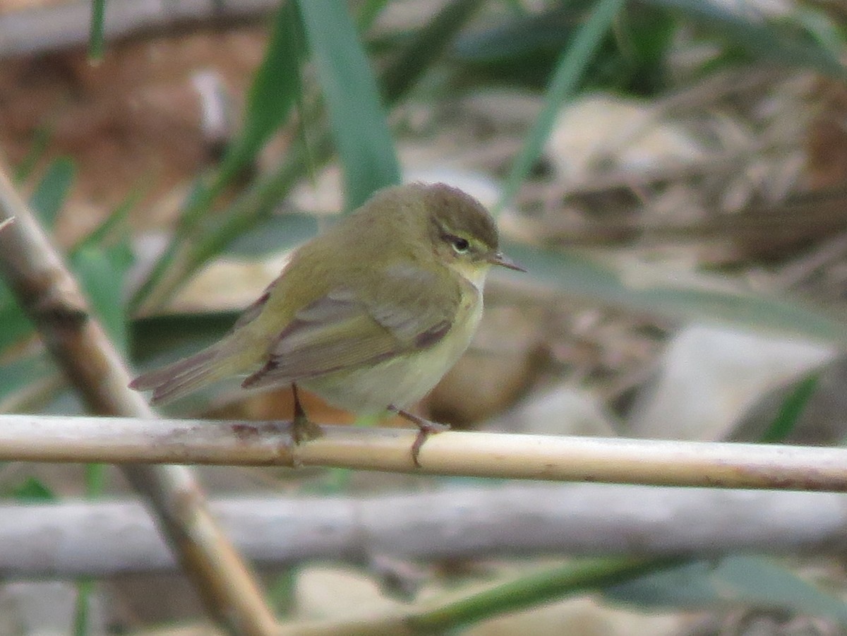 Common Chiffchaff - ML617089563