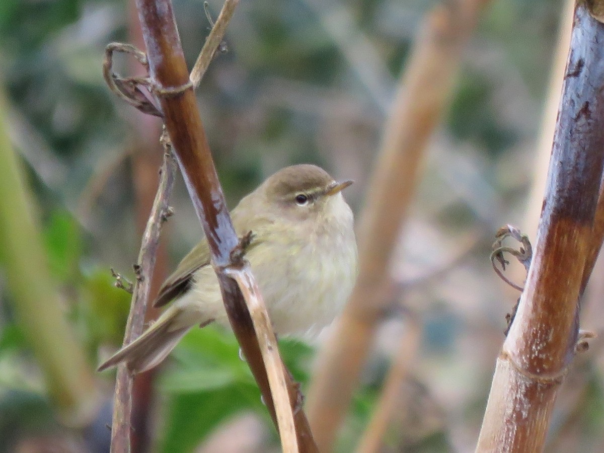 Common Chiffchaff - ML617089564