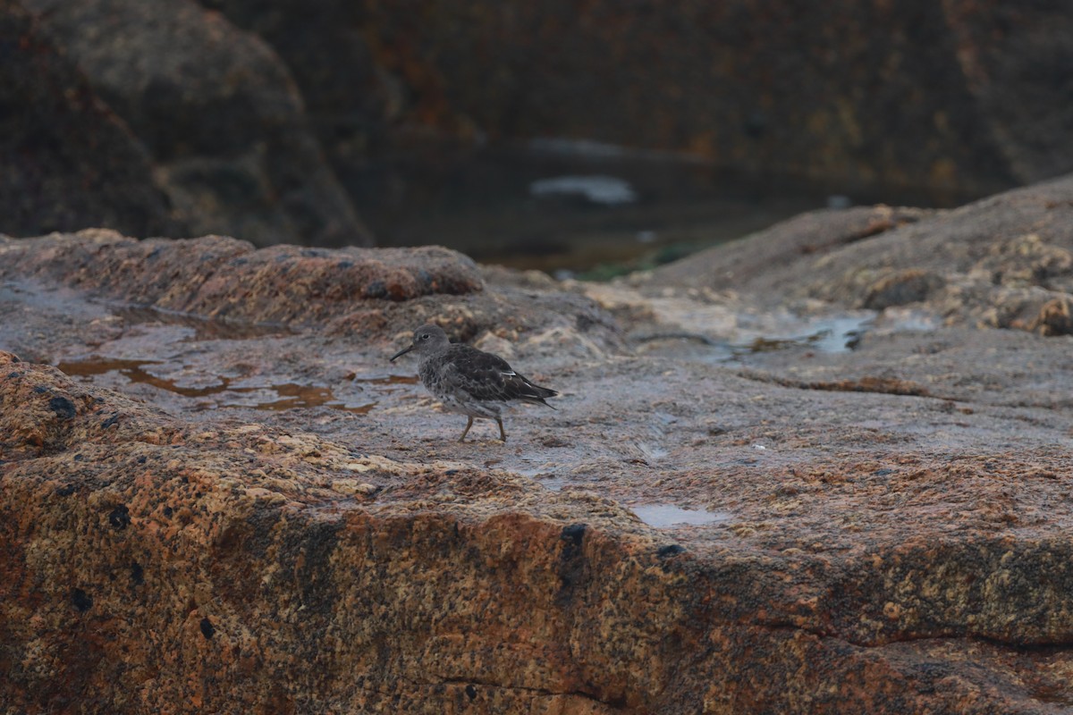 Purple Sandpiper - ML617089572