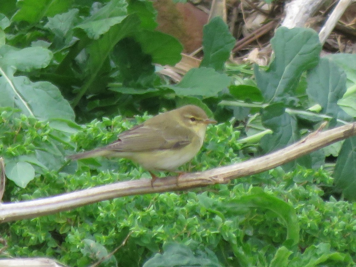 Willow Warbler - ML617089573