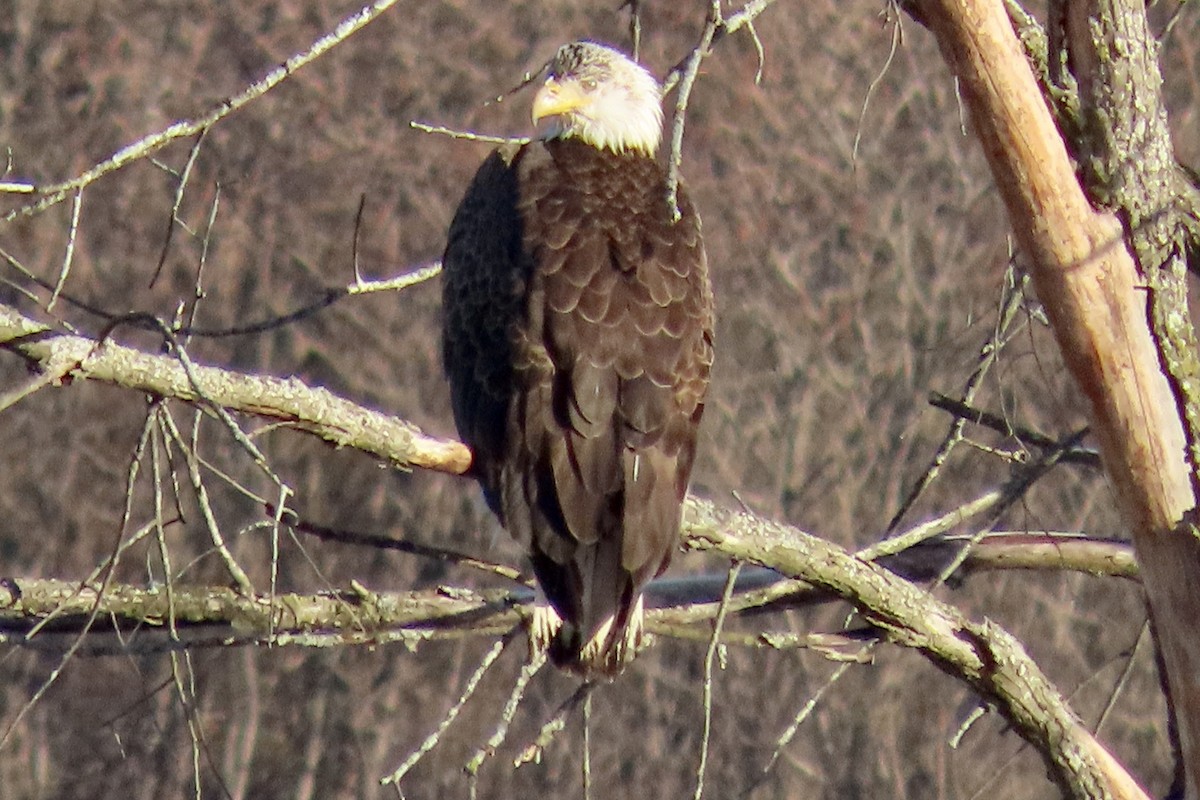 Weißkopf-Seeadler - ML617089585