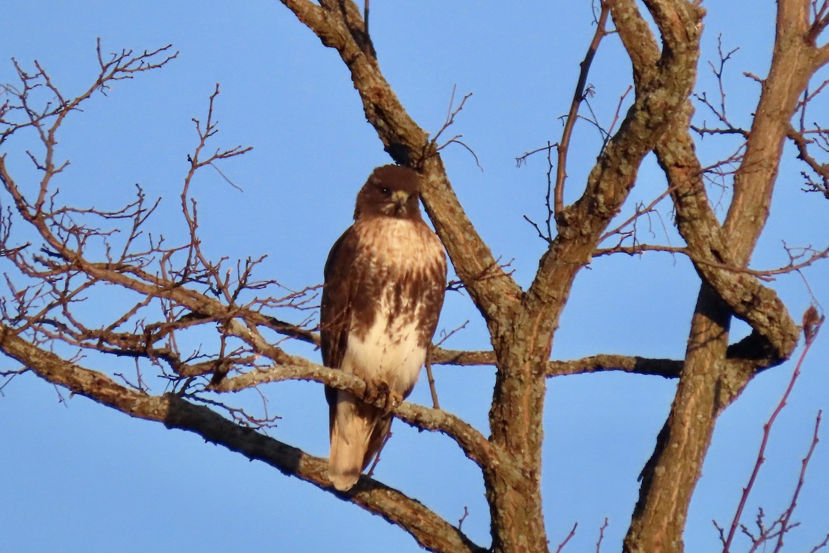 Red-tailed Hawk - Merrie Perron