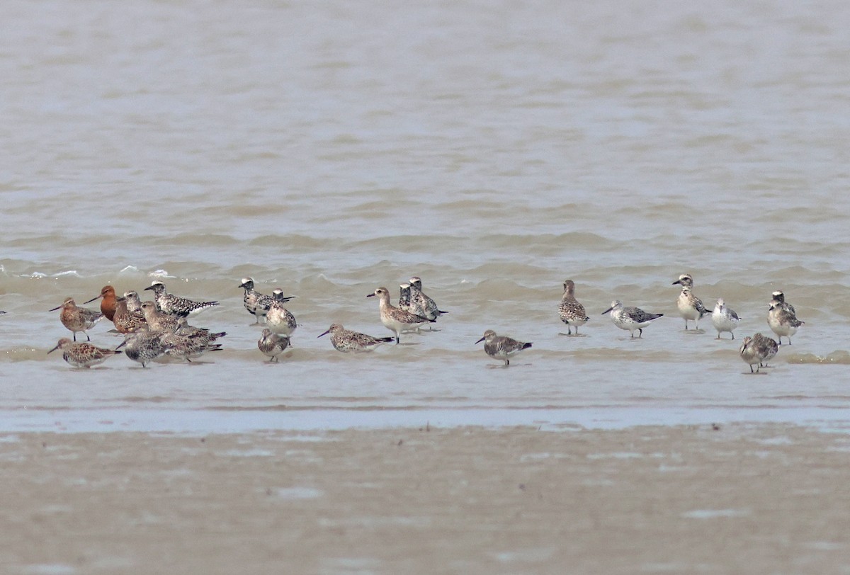 Bar-tailed Godwit - ML617089643