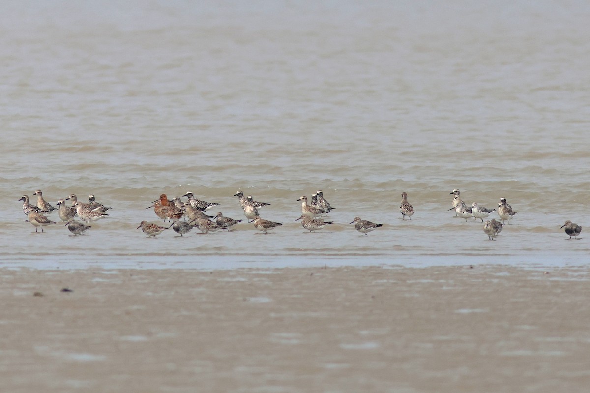 Bar-tailed Godwit - ML617089644