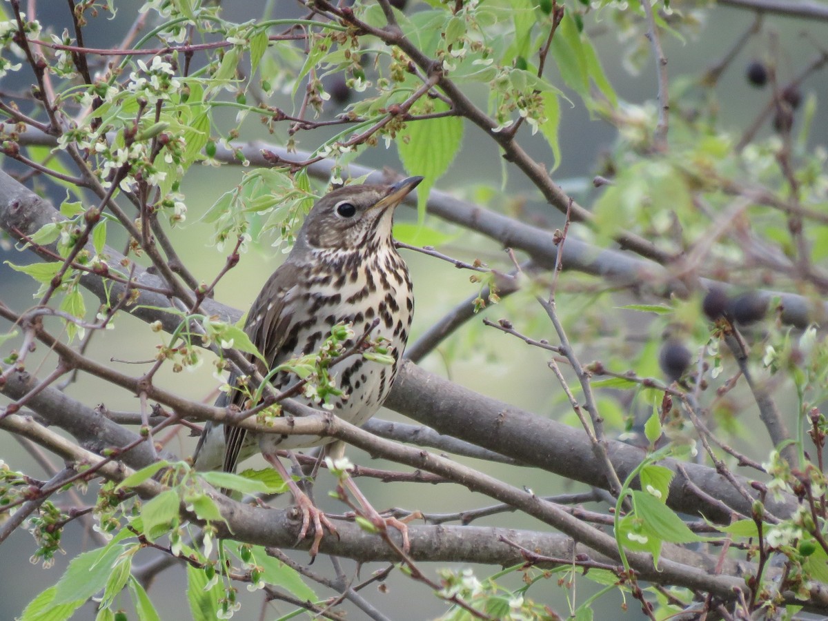 Song Thrush - ML617089661