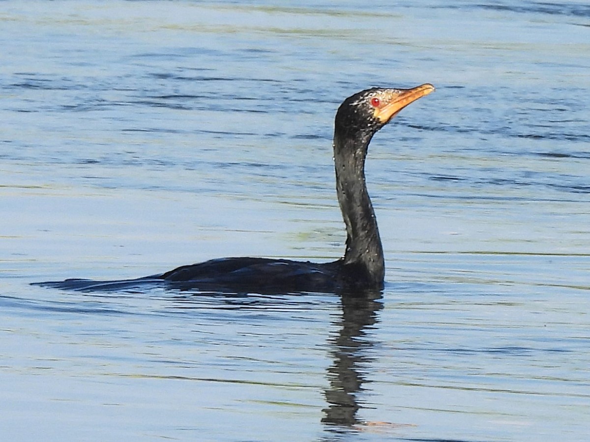 Long-tailed Cormorant - Stephen Taylor