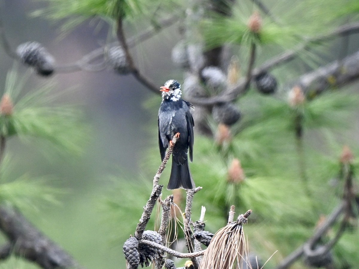 Bulbul Negro (sinensis/ambiens) - ML617089729