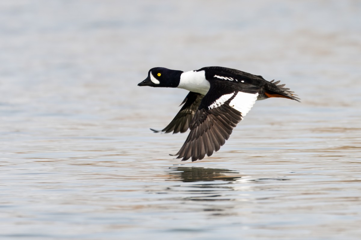 Barrow's Goldeneye - Calvin S