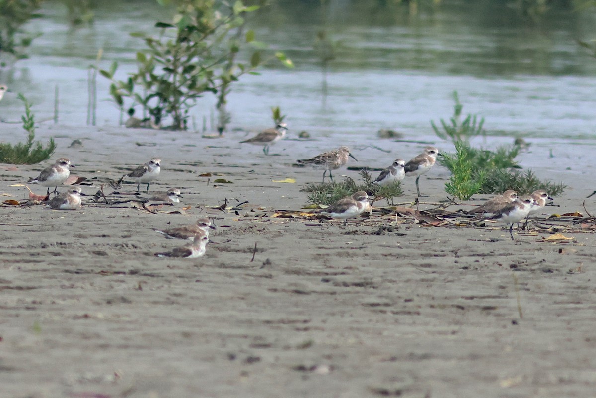 Curlew Sandpiper - ML617089803