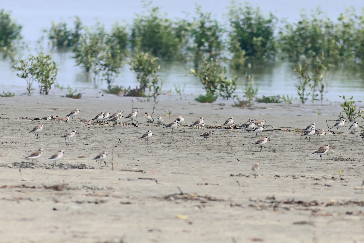 Red-necked/Little Stint - ML617089818