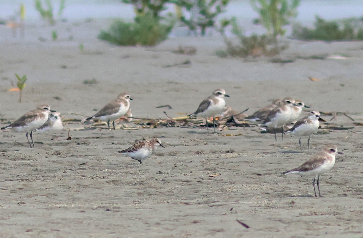 Red-necked/Little Stint - ML617089819