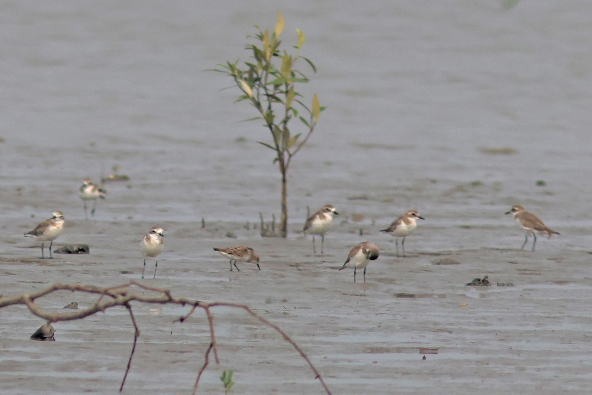 Red-necked/Little Stint - PANKAJ GUPTA