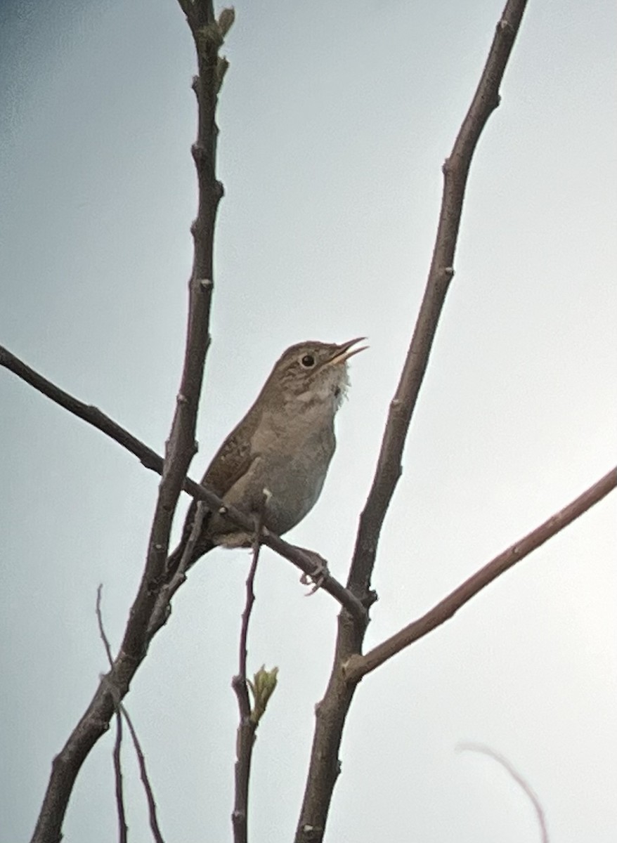 House Wren - ML617089864