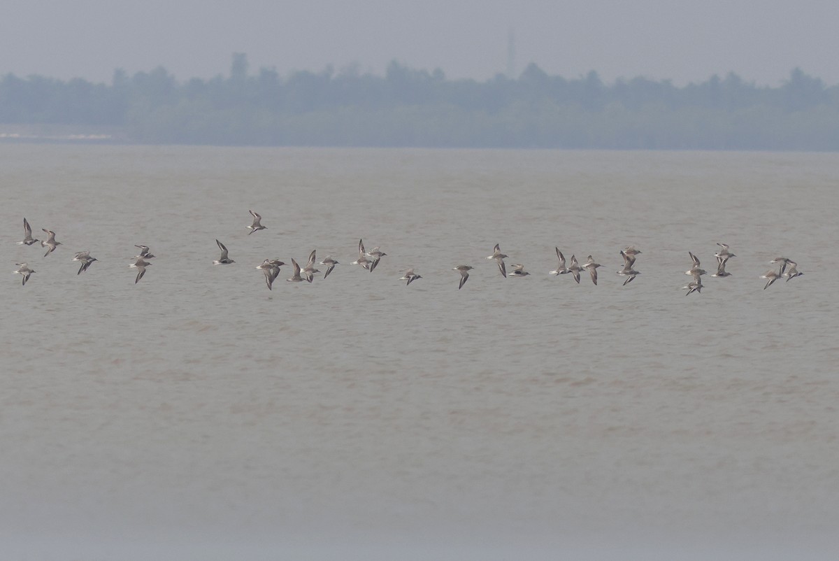 Black-bellied Plover - ML617089865