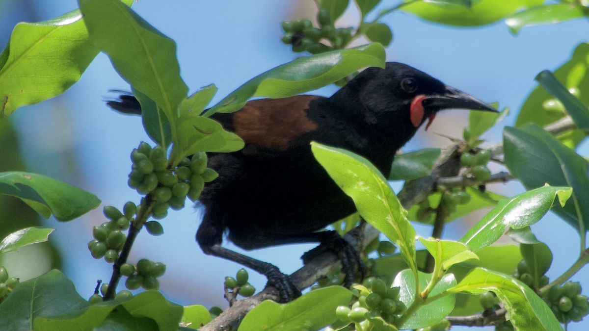 North Island Saddleback - Jan Ekkers