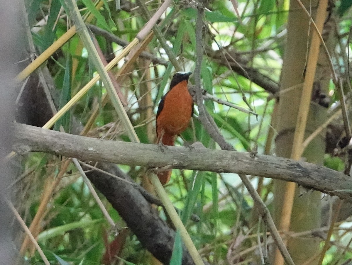 Snowy-crowned Robin-Chat - ML617089884