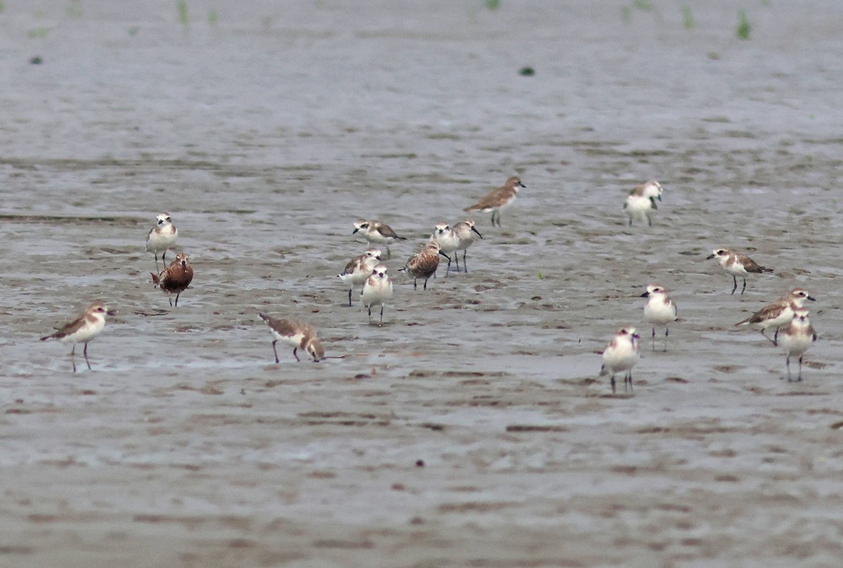 Eurasian Curlew - PANKAJ GUPTA