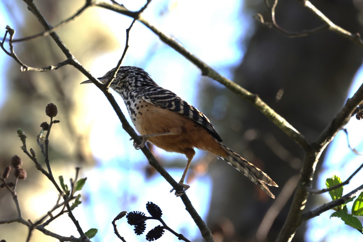 Band-backed Wren - ML617089939