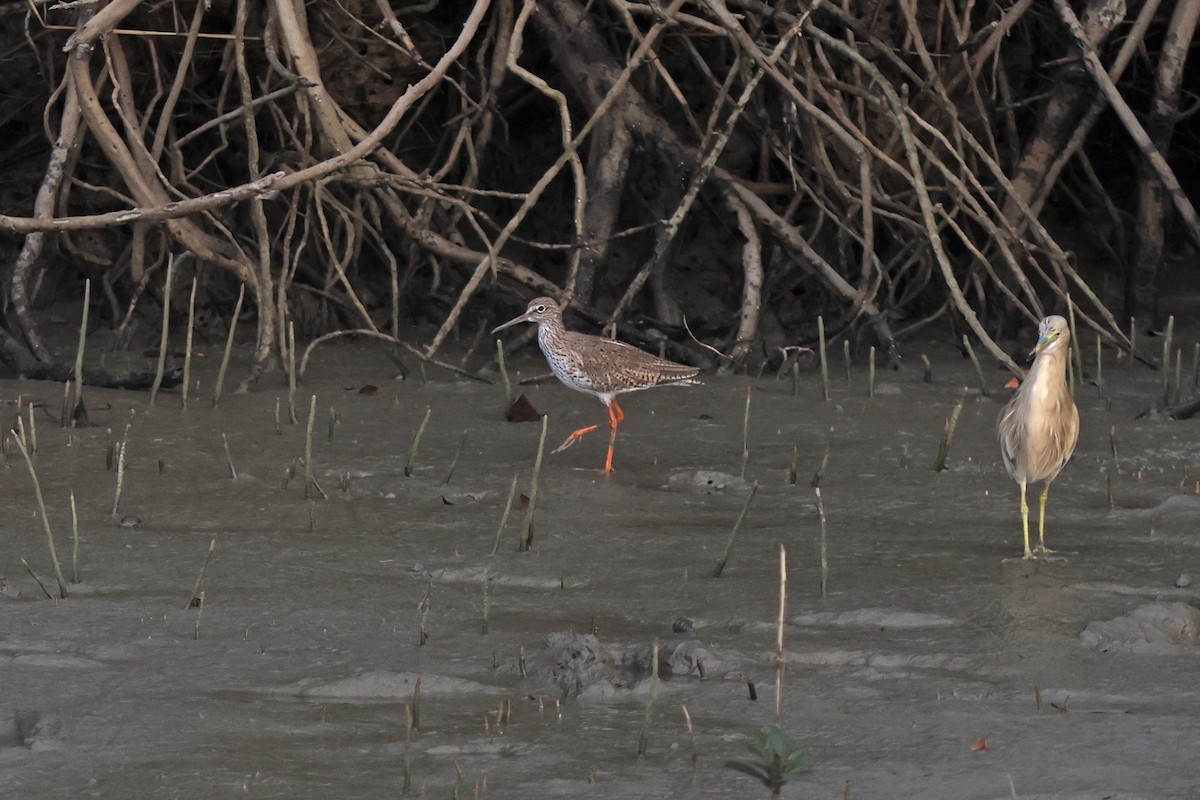 Common Redshank - ML617089944