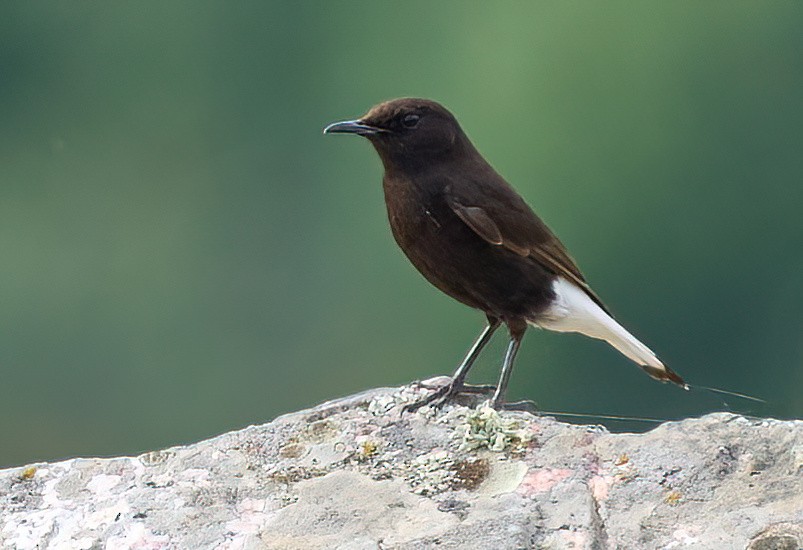 Black Wheatear - ML617089967