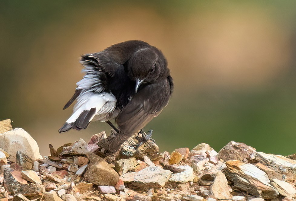 Black Wheatear - ML617089973
