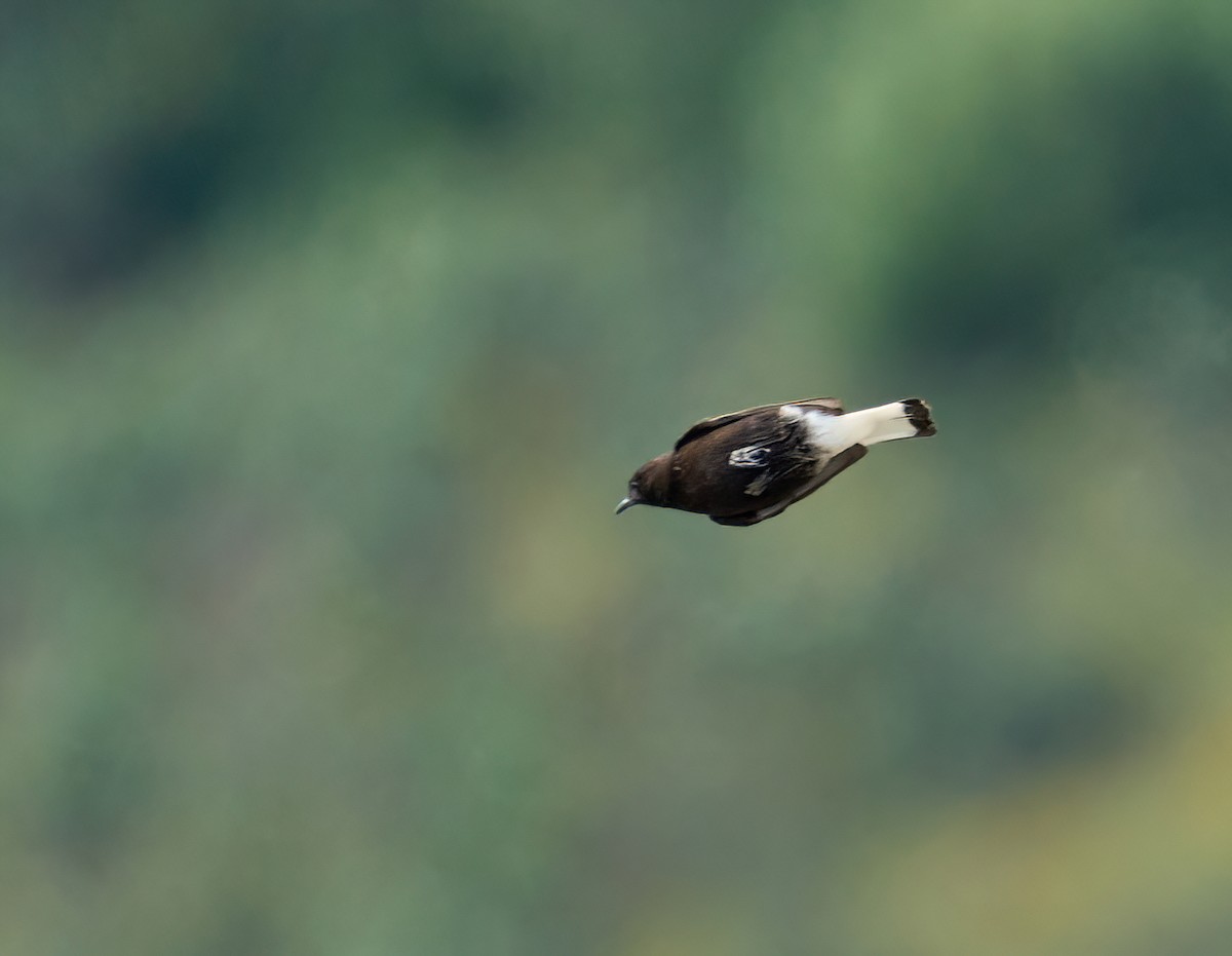 Black Wheatear - ML617089982