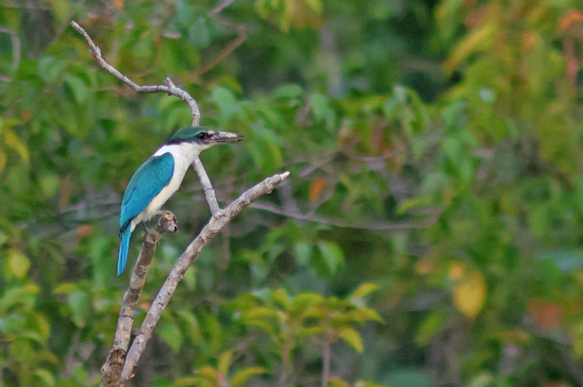 Collared Kingfisher - PANKAJ GUPTA