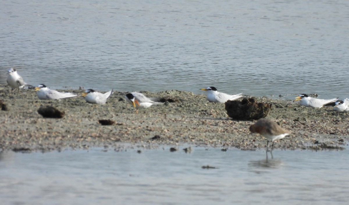 Little Tern - ML617089998