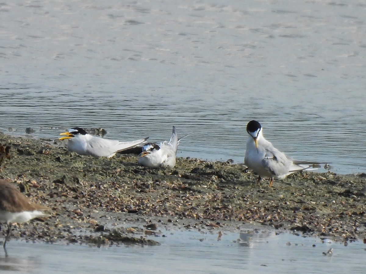 Little Tern - ML617090000