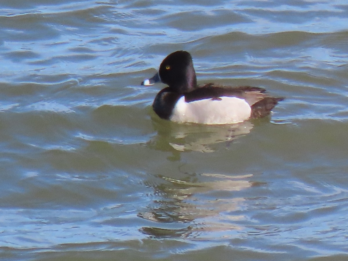 Ring-necked Duck - ML617090021