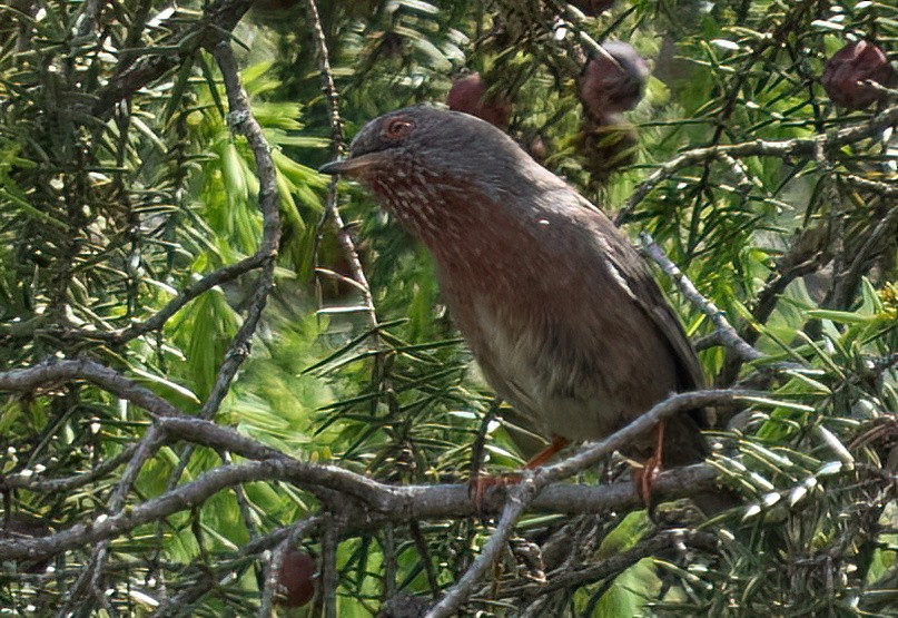Dartford Warbler - ML617090058