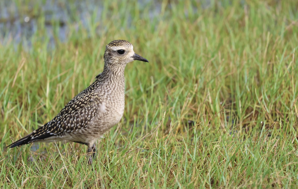 American Golden-Plover - ML617090059