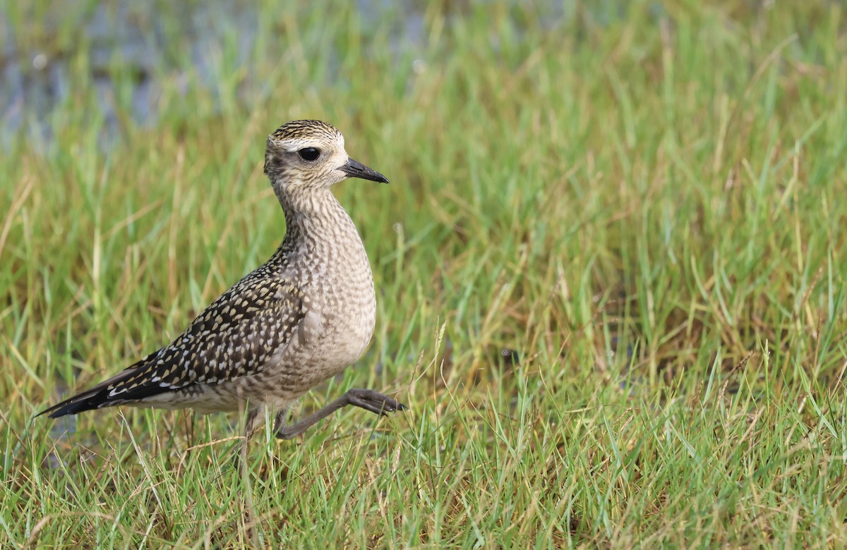 American Golden-Plover - ML617090060