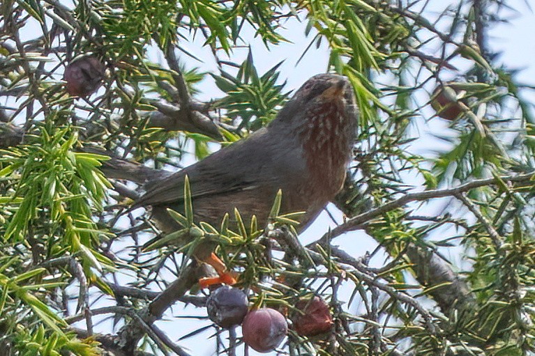 Dartford Warbler - ML617090062