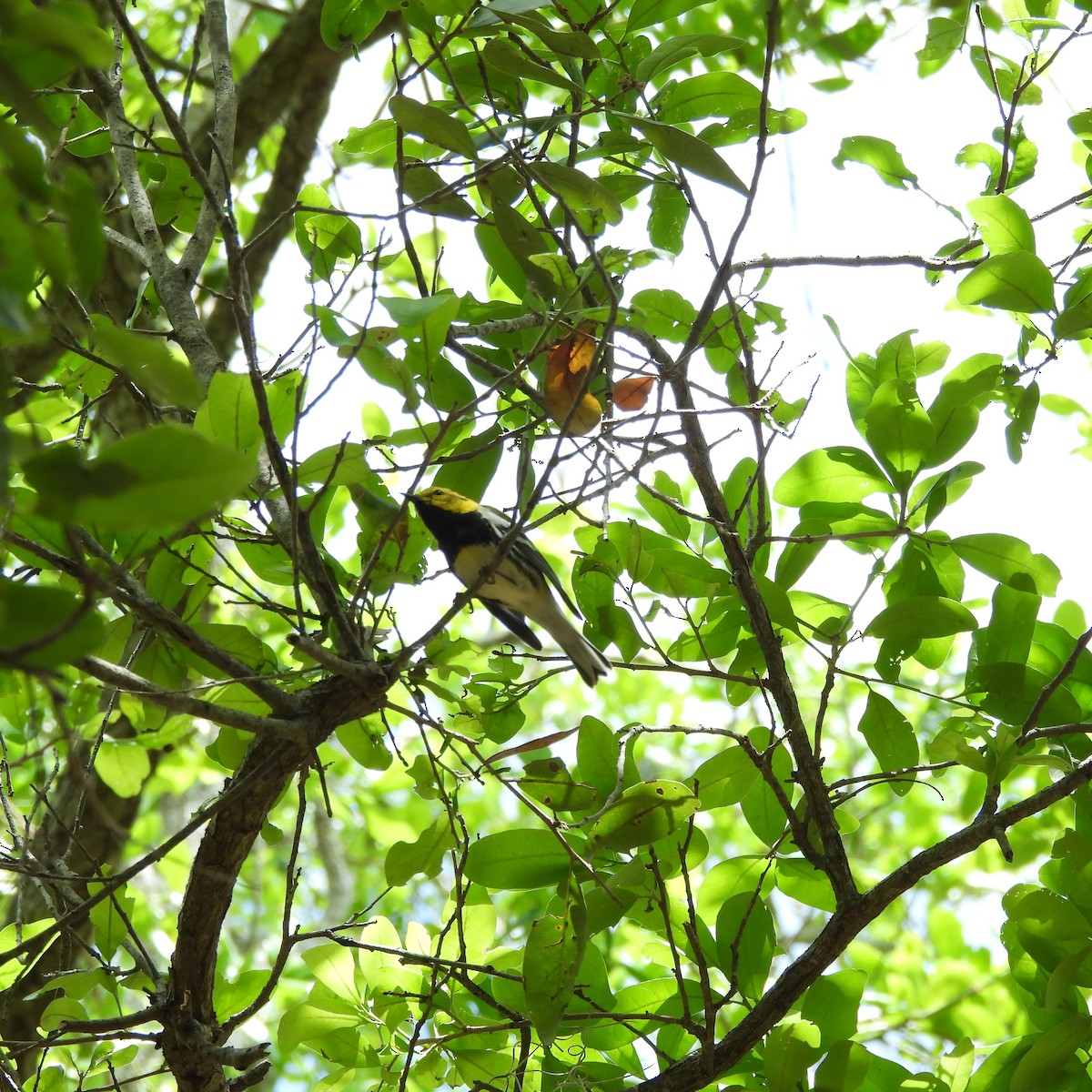 Black-throated Green Warbler - Charles Trent