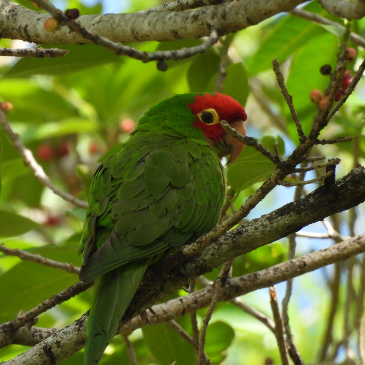 Red-masked Parakeet - Charles Trent