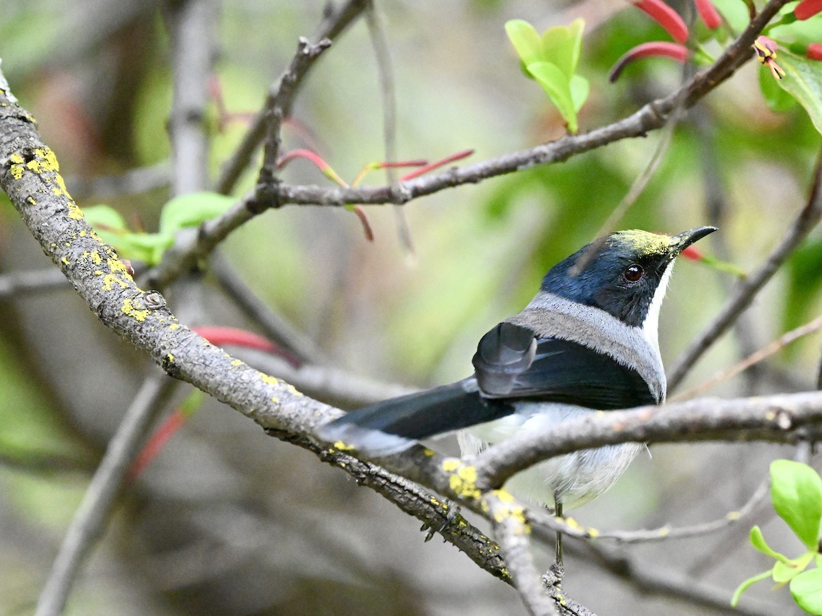 Black-headed Sibia - ML617090095