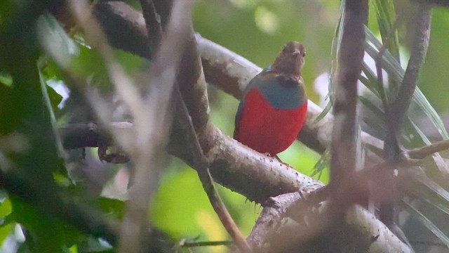 Philippine Pitta - ML617090146