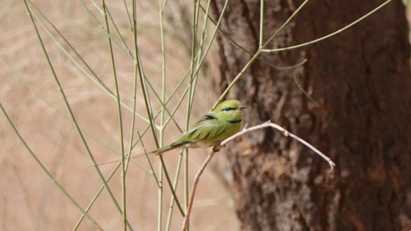 African Green Bee-eater - ML617090154
