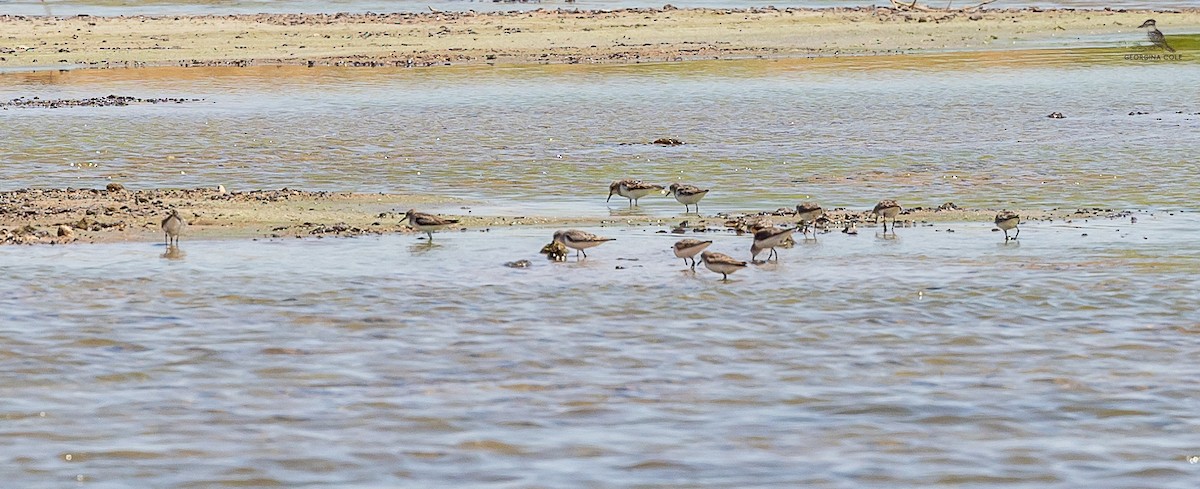 Little Stint - ML617090167