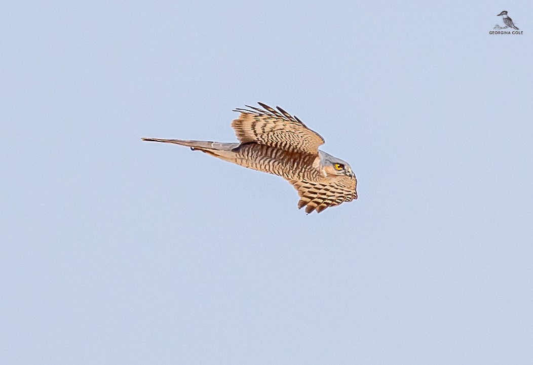 Eurasian Sparrowhawk - ML617090233